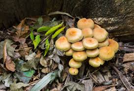 mushrooms growing in raised beds