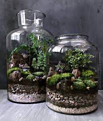 moss plant succulent terrarium
