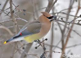 Bohemian Waxwing Cedar Waxwing Bird