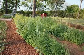 Garden Cover Crops For Beginners The