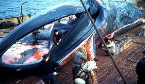 whaling in the 1950s was backbreaking