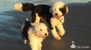 They seldom meet a stranger and love being with people. Bernedoodle Goldendoodle And Sheepadoodle Puppies In Virginia And Washington Dc By Deb S Doodles