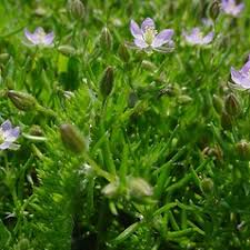 Spergularia rubra (red sand-spurry): Go Botany