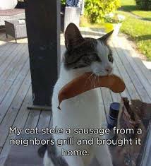 Here are a few of our favorites. Great Job Sweetie Cats Cat Memes Cute Funny Animals