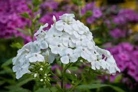 Bright clusters of flowers bloom. Tall Garden Phlox Umn Extension