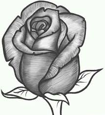 beautiful rose drawing steemit
