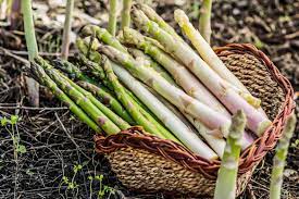 how and when to harvest asparagus