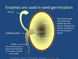 Enzymes in Germination - ppt download