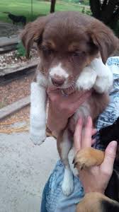 Find border collie puppies and breeders in your area and helpful border collie information. Free Border Collie Mix Puppies In Alamosa Colorado For 2021