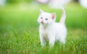 White Wallpaper Cute Cat