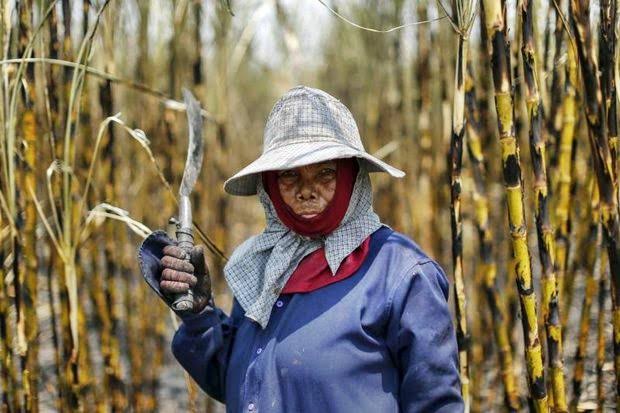 A local in a sugarcane field, Thailand,