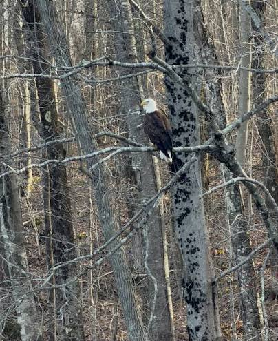 The incredible Bald Eagle, this is the closest I've ever been to one. It made my week! If you didn't know this, there are quite a few in the Connecticut River Valley.