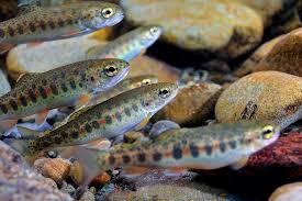 olympic peninsula steelhead