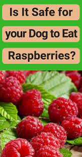Dogs are omnivores, and they benefit from many different fruits and vegetables for the same reasons humans. Is It Safe For My Dog To Eat Raspberries Can Dogs Eat Dog Eating Dog Nutrition