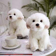 cute realistic maltese dog realistic