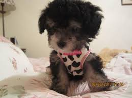 small female tiny toy poodle