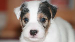 Find jack russell in dogs & puppies for rehoming | 🐶 find dogs and puppies locally for sale or adoption in canada : Parson Russell Terrier Price Temperament Life Span