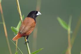 Burung pipit merupakan burung yang banyak tersebar di daerah manapun. Anim Agro Technology Burung Pipit Kenali Dia