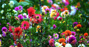 Garden Flowers Colorful Flowers