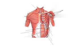 Chest muscles, chest muscle diagram. Chest And Abdominal Muscles Diagram Quizlet