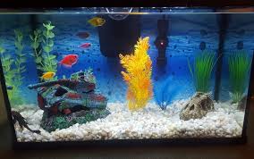 many fish per gallon in your aquarium