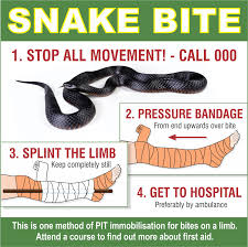 what is the treatment for a snake bite