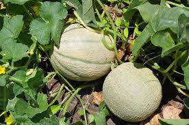 Companion Planting For Melons Insteading