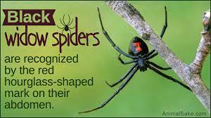 The black widow spider is one of six poisonous kinds of spiders in the united states. Hair Raising Facts About The Black Widow Spider Animal Sake