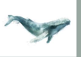 Humpback Whale From Whales Chart Greeting Card For Sale By