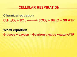 Biology I Cellular Respiration Cellular