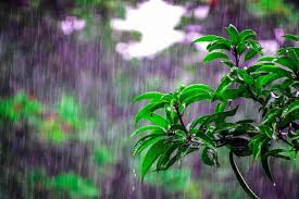 why does rain smell so good times