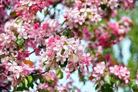 Vintage photo of pink apple tree flowers. White Pink Apple Tree Flowers On Blu Sky Background Spring Blossom Stock Photo Picture And Royalty Free Image Image 129728339