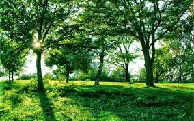 Find the best nature images in one place. Free Photo Trees In Nature Green Growth Nature Free Download Jooinn
