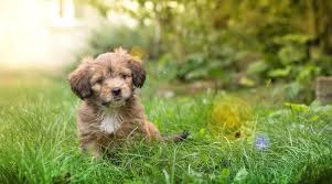 We have over 100 cute, funny, and famous options for girls and boys. Male And Female Dog Names 501 Unique Cute Options For Your Puppy