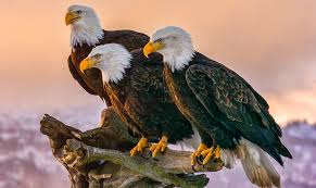 Eagles are birds of prey in the family accipitridae; 18 Bald Eagle Facts That Will Make You Soar With Joy Bird Watching Hq