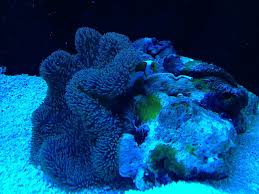 gigantea carpet anemone reef central