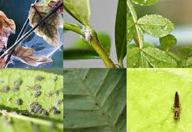 Houseplant Pests How To Deal With 6