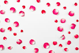rose petals images free on