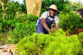 Hiring Ugandan Gardeners In Qatar