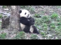 panda beauty vlogger tou hin wearing