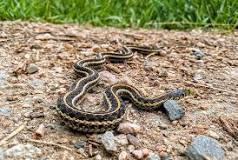 Do snakes like pine straw or mulch?