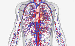 Components include the heart, blood vessels, and blood. 15 Circulatory System Diseases Symptoms And Risk Factors