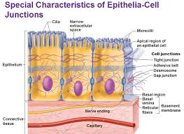 What Cell Junction Attaches Epithelium
