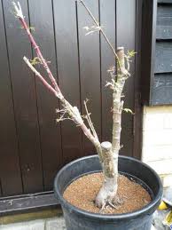 serious canker problems with acer palmatum