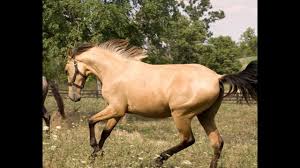Prince (prince) romoland, california 92585 usa 2014 buckskin andalusian cross stallion. Jp Zamora Rare Buckskin Andalusian For Sale Youtube