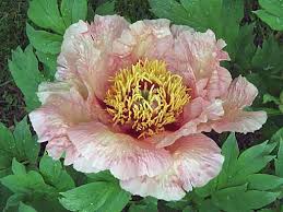 tree peony festival forced into early