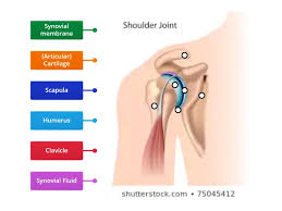 The shoulder joint (glenohumeral joint) is a ball and socket joint between the scapula and the humerus.it is the major joint connecting the upper limb to the trunk. Shoulder Joint Labelled Diagram