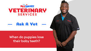 teeth from petsmart veterinary services