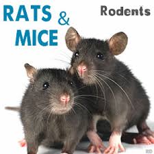image of rats & mice के लिए इमेज परिणाम