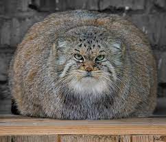 The Manul Cat Is The Most Expressive Cat In The World | Bored Panda